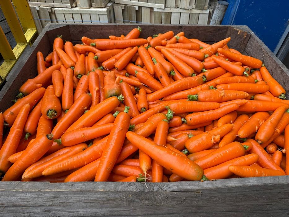 Vand morcovi pt animale si cartofi pt animale