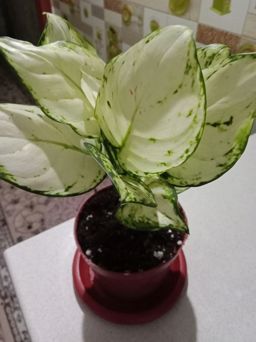 Аглаонему молодую продам