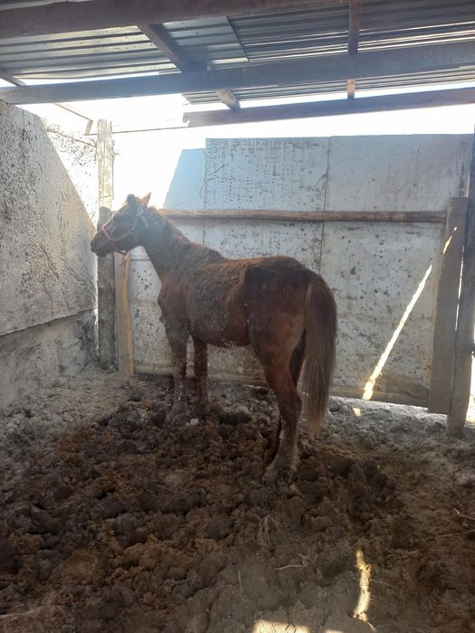 Дөнен бие сатылады