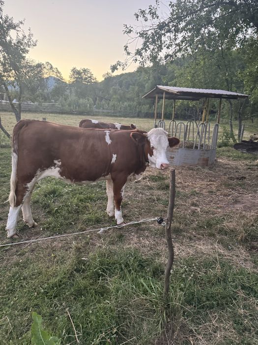 Vitea de 11 luni baltata romaneasca