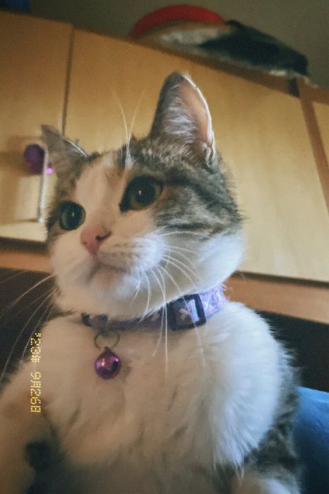 Кошка отдам бесплатно!