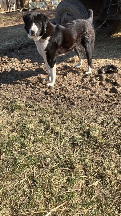 mascul metis corb/asia centrala 12 luni