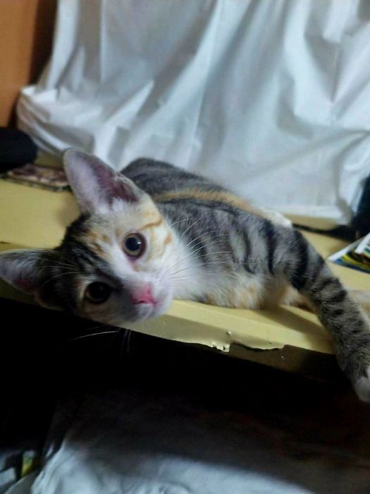 Котёнок даром в добрые руки