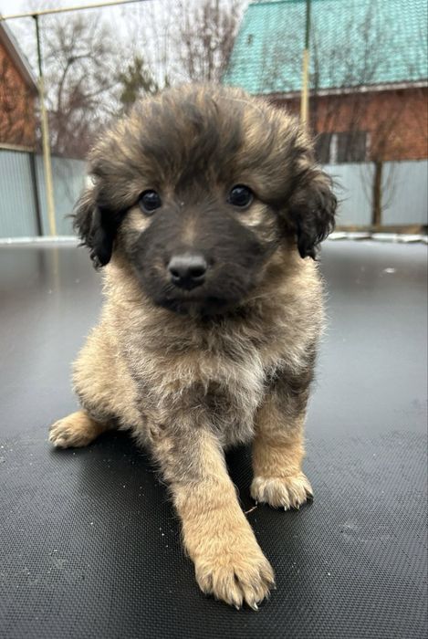 отдам щенят в добрые руки