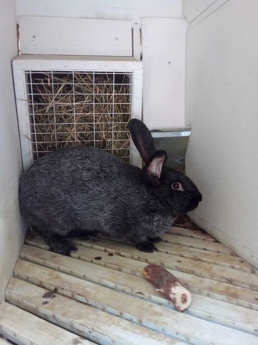 Продам кроликов порода Серебристый