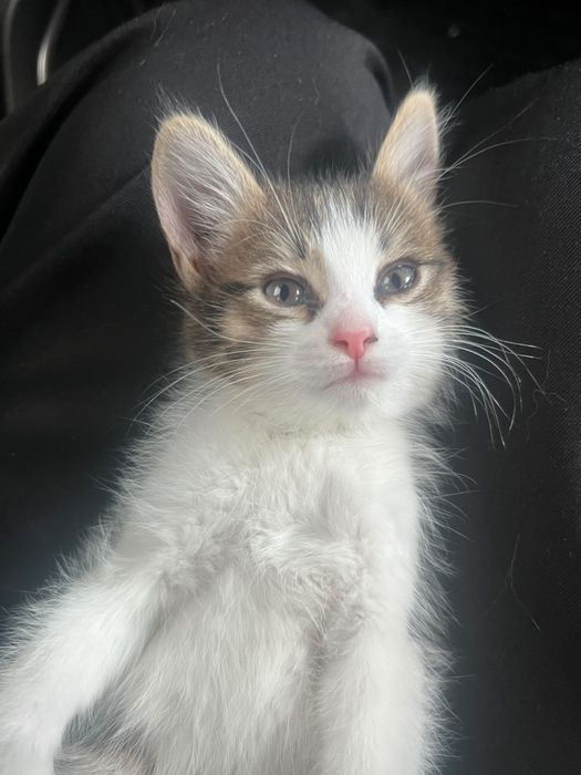 Срочно кошка и два котенка