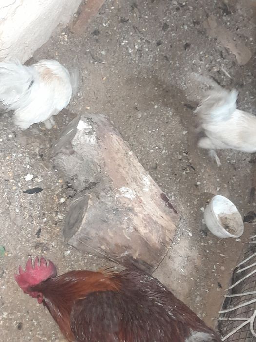 Xoroz 1ta kotta xashaki 2ta Yaron Xoroz 250ming xammasi kelishamiz