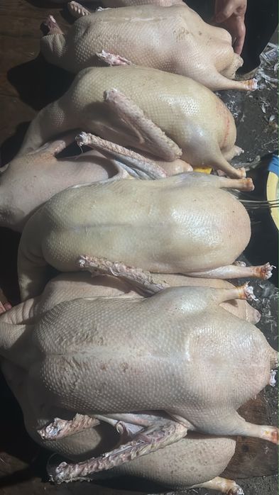 Продам тушки гуся
