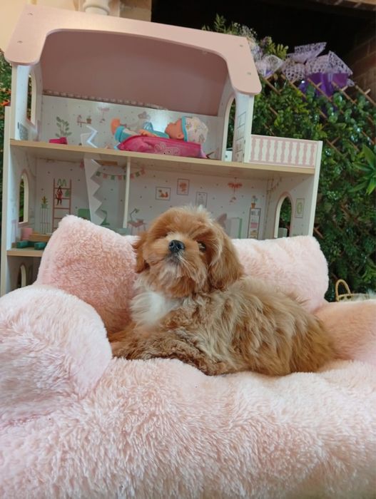 Fetita maltipoo mini