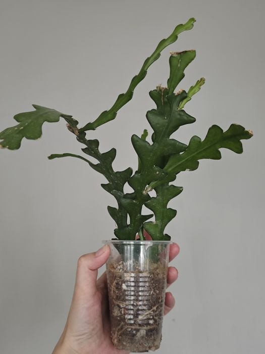 Сансиеверия, филодендрон, кактус, эпипремнум