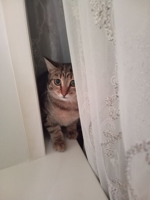 Отдам в добрые руки кошечку