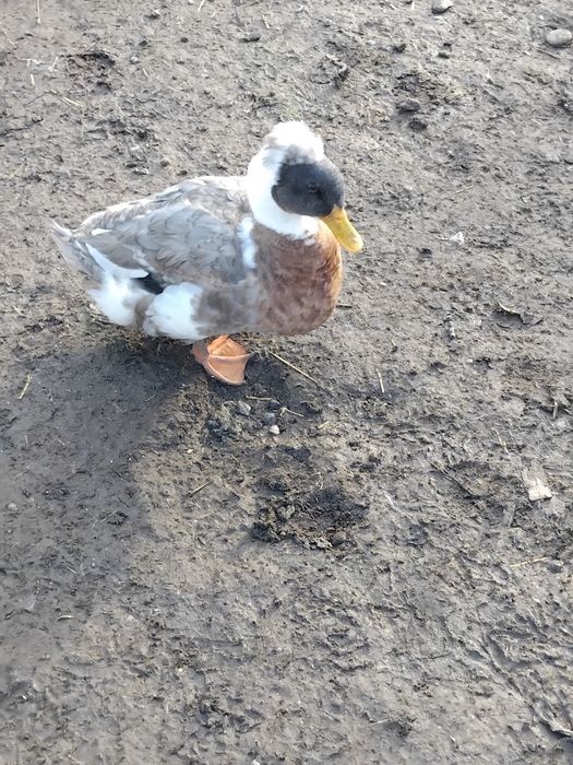 Vând rățoi cu moț!