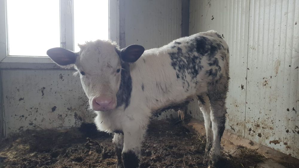 Vaca cu vițel belgian