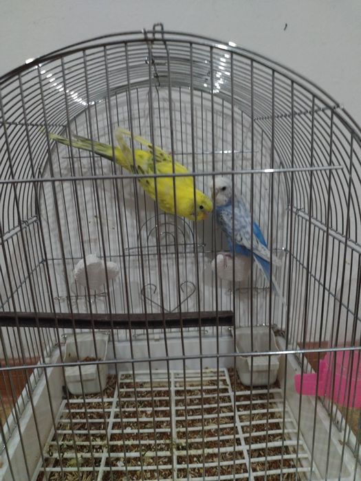 Продам попугаев одна