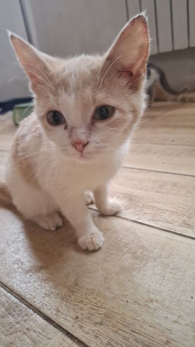 Котята ищет дом и любящих хозяев