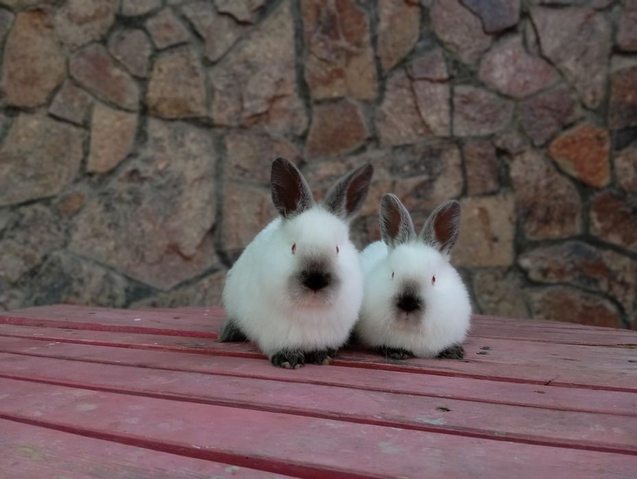 Kaliforniya quyonlari