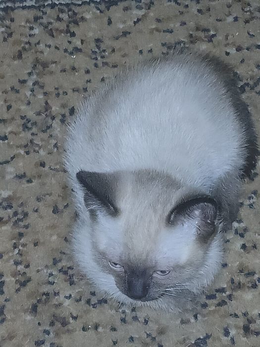 Котята британо-сиамские