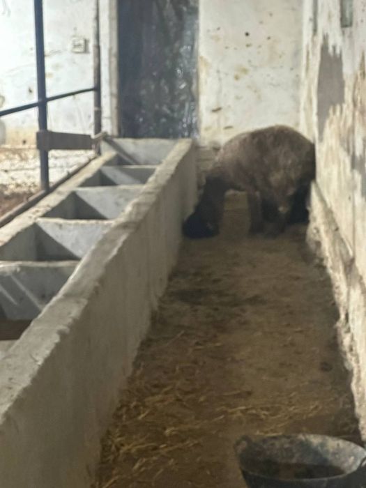 Ona qoʻylar va qochqor sotiladi