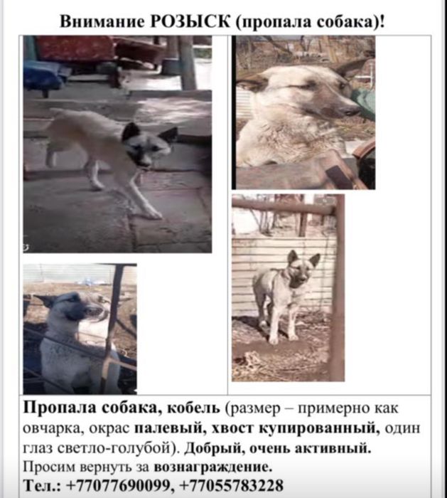 Пропала собака пропала собака