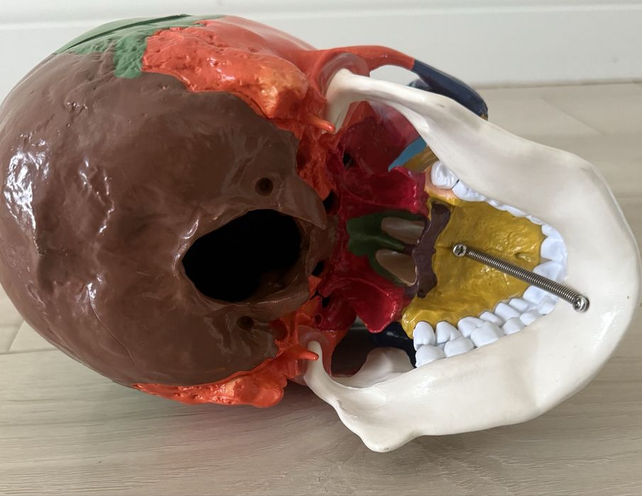 Череп анатомический (20*15*18)