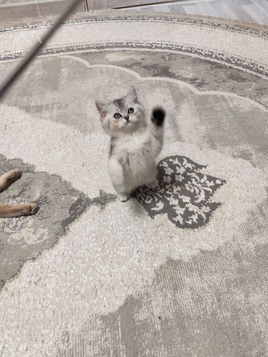 Шикарный  мальчишка серебристая шиншилла