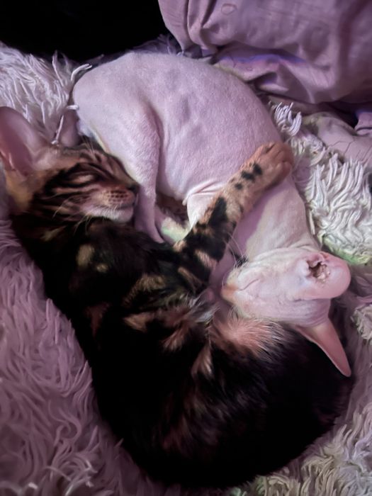 Продам кошек пародистые