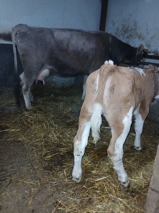 Vând vacă  Brună de Maramureș cu vițea