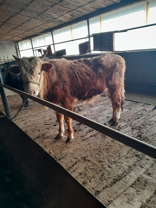 Бука сатылады саудасы бар