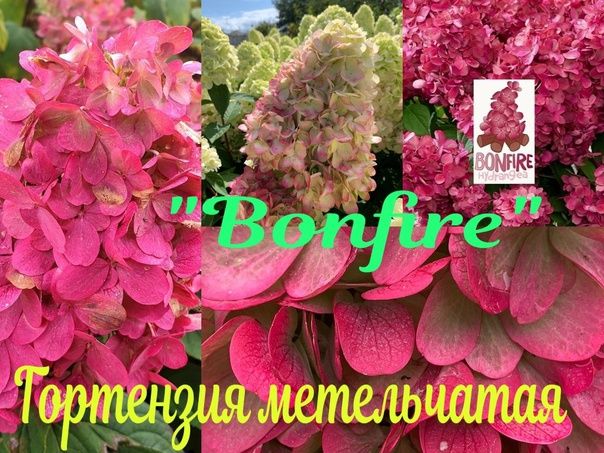 Саженцы гортензии