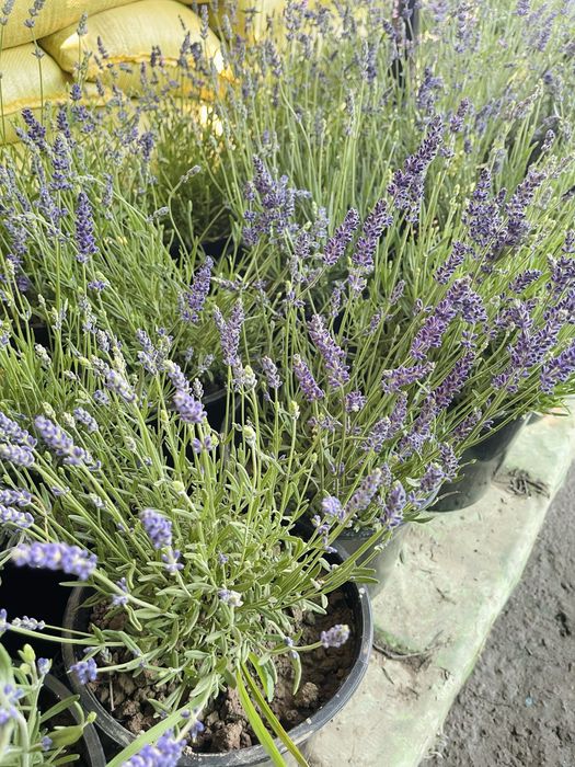 Саженцы лаванды в продаже