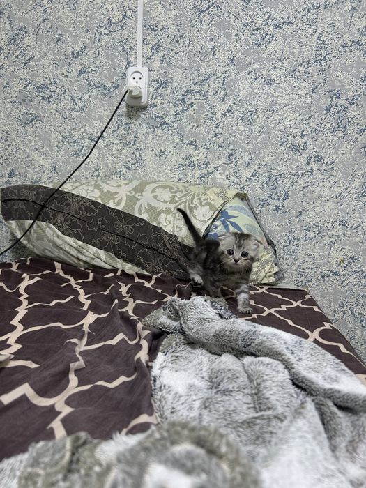 Продам котенька мальчик а