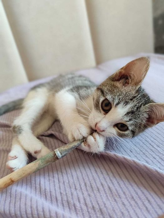 Отдам Котёнка в добрые руки.