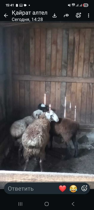 Жас тоқтылар сатылады