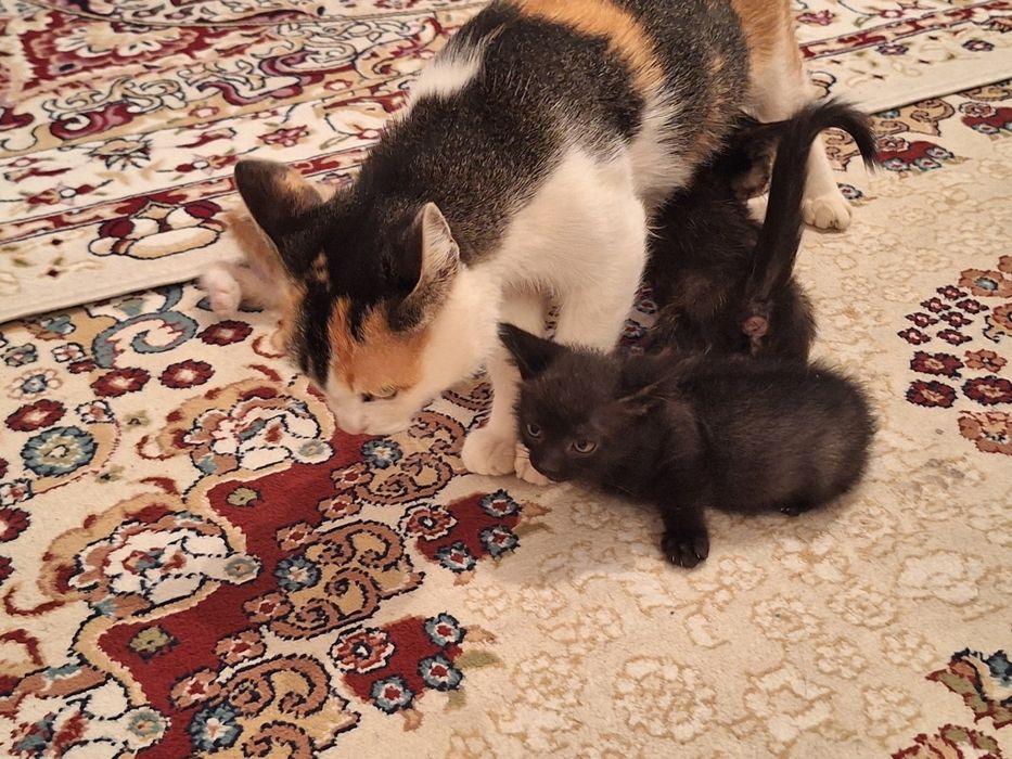 Тегін мысықтар үшеу