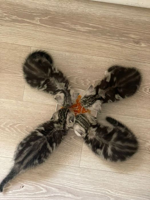 Скоттиш фолд. Кот. Вязка.