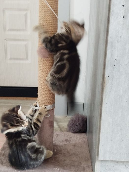Шотландские котята