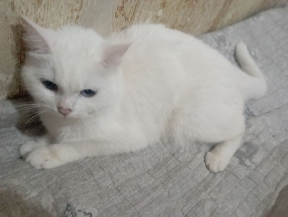 Кошка страйт молодая