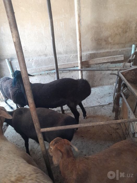 Semiz qo'chiqorla sotiladi yeb ichishi zo'r