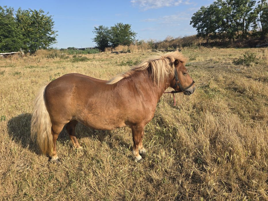Poneita de vanzare talie medie