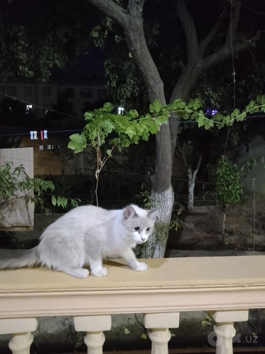 Котята, самцы, 3 шт