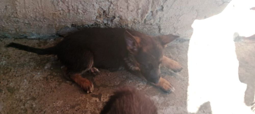 Продам щенят немецких овчарят