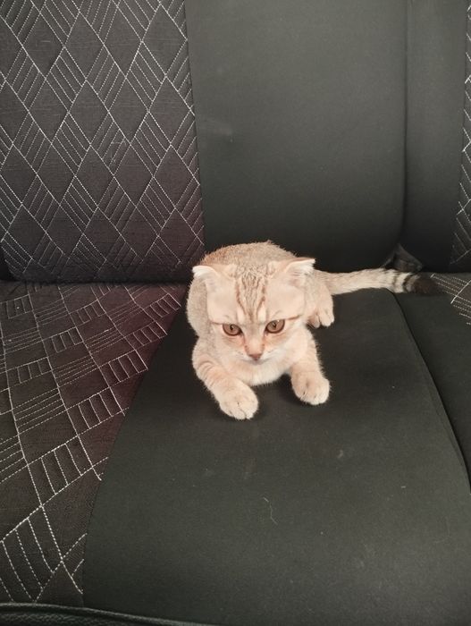 прадам ката латок знает умная