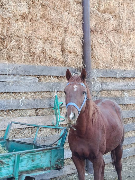 Продам жеребца скакуна