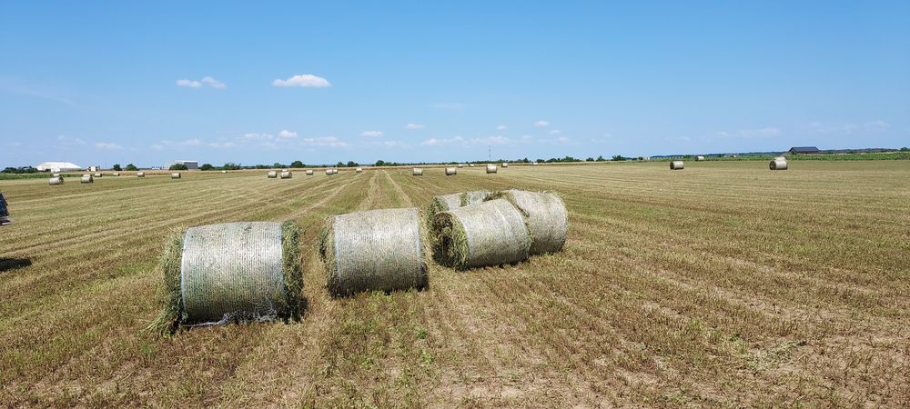Baloți de fân,dreptunghiular,rotund! Baloți de lucernă!