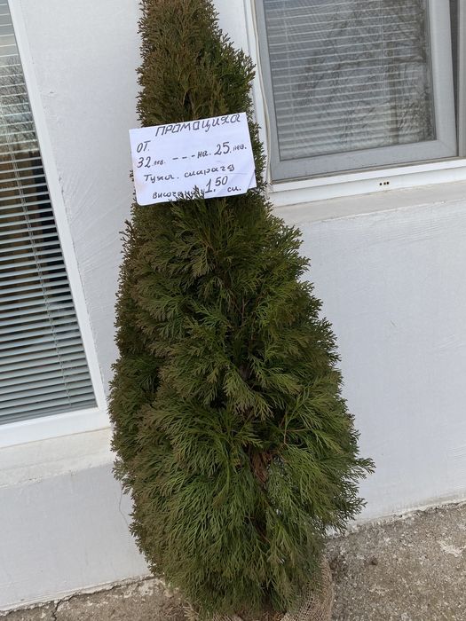 Декоративни ТУИ  ..ПРОМОЦИЯ..