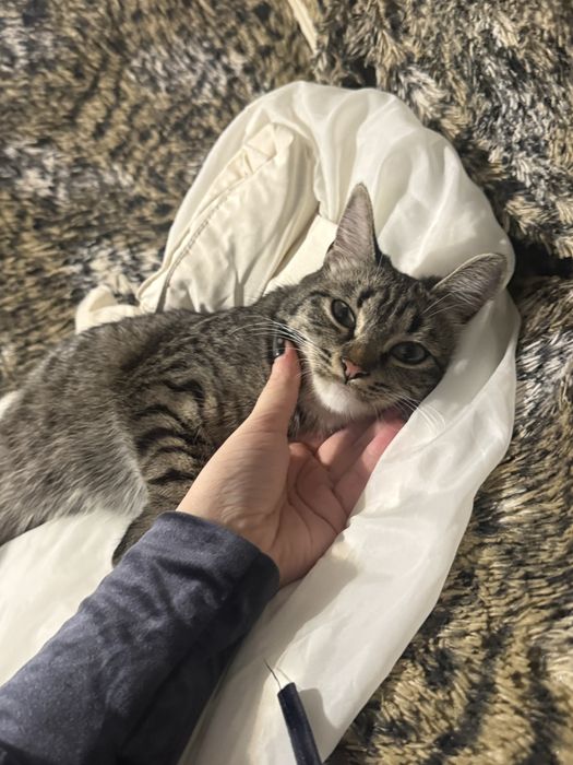 Отдаем кошечку м