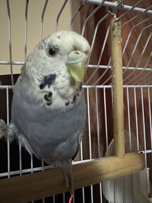 Vand papagal budgie