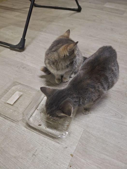 Миленькие котята