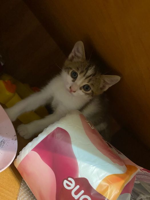 Котята чистые...