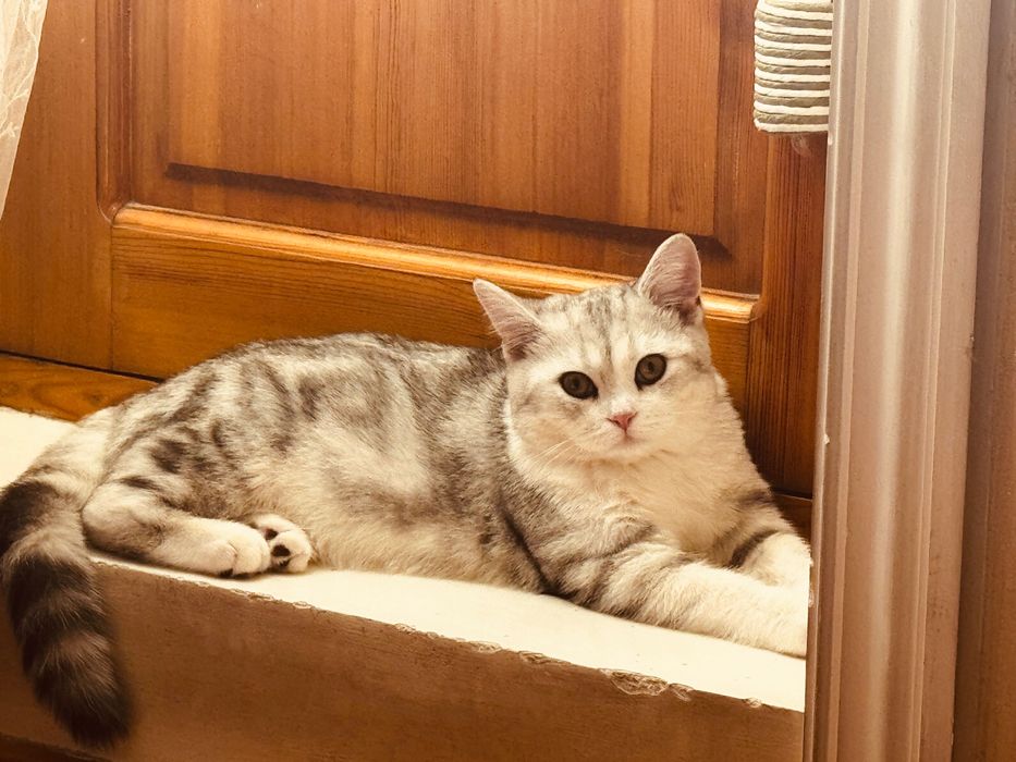 Mushuk Sotiladi srochnaa!!!